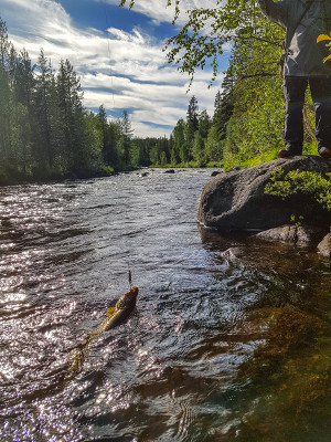 Ta upp gädda lättare med fiskhåv