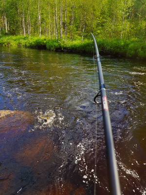 Fiskespö, fiskar i bäck