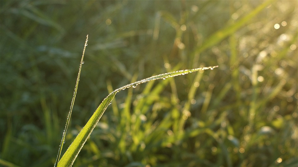 grästrå med droppar från regn, solen skiner