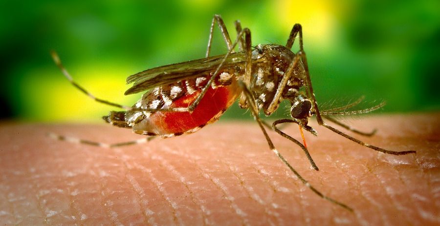 Mygga suger blod från arm